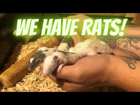Rat Breeding Room Build!