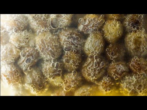 Raisin sourdough starter (mysterious movements)