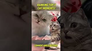 RANKING TOP 3 CAT MOMENTS! #CatContent #CatMood #CatLover #cutecatshorts
