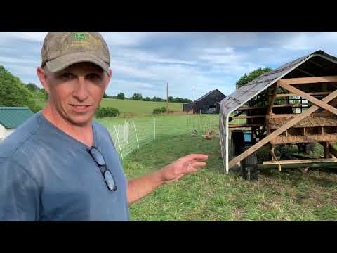 Laying Chickens in the mobile Chick Wagon