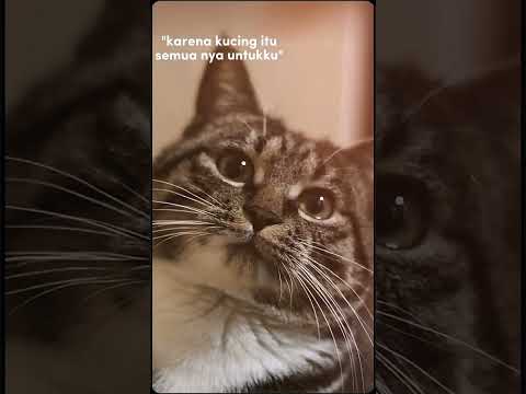 kucing itu segalanya untuk ku❤️🌷 maaf ulang aja✌🏻