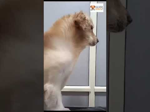 Golden Retriever #petgrooming #dog #petspa #petlovers #pets #doglover #petcareservices #petclinic