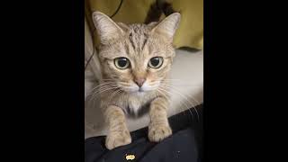 Communicating with cats using translation software #cat