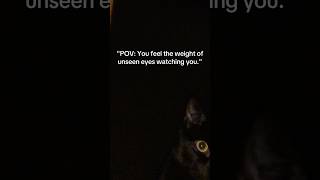Does your cat spy on you all the time? 😸 #catcontent