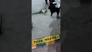 Beautiful words said by Zakir khan ❤️❤️❤️❤️ #motivation #love #tathastuonprime #tathasthu #zakirkhan