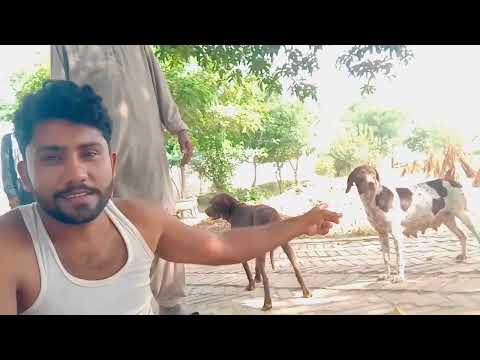 saraiki desi vlog with dogs@munaaju#vlog