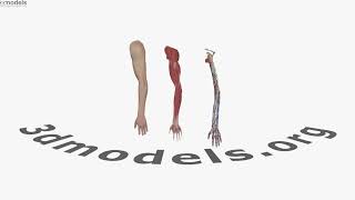 Complete Arm Anatomy 3D model by 3DModels.org