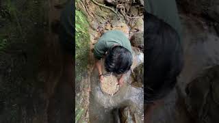 panning for gold, gold fossicking, gold prospecting tools #goldnuggets  #fyp