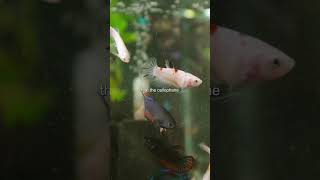 I crossed 4 different betta strains…