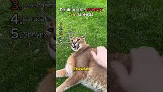 I Ranked Worst Cat Breeds EVER!! Will you disagree?