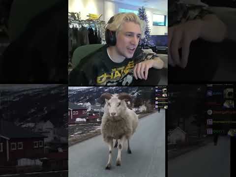xQc Shortly Cackles at Daily Dose of Internet | xQc aClipped