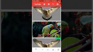 Flutter UI design #Shorts