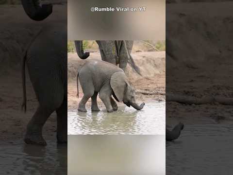 How Baby Elephants Drink Water #shorts
