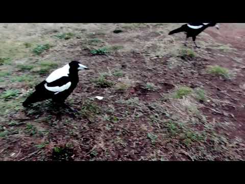 Surrounded by Maggies :P