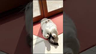 👉 Laugh Till Your Stomach Hurts! Ultimate Funny Cat Moments Compilation