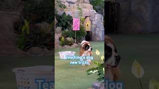 Teaching A Dog Tricks #teacher #teaching #tricks #trick #trainer