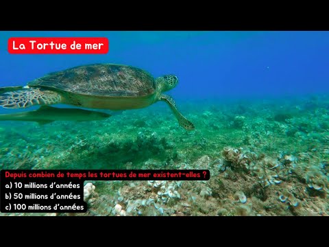 Trivia Quiz: Animaux Marins - plus de 20 créatures à travers un jeu de devinettes interactif 🌊🐠