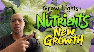 Indoor Garden Update 2025