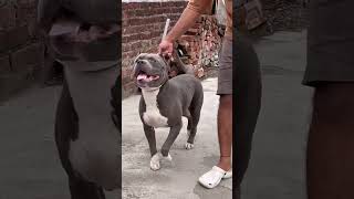 #pitbull #americanbully #dogfacts #petlover #loyaldog #doglife #strongdog #dogfight #dog