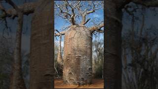 ஆப்பிரிக்க மக்களின் Water tank 😳 Baobab tree #tamil #shorts #trending #education #viralshorts #facts