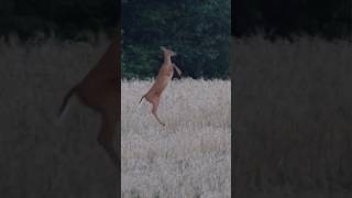 DEER CAN FLY?! #deer #hunting #deerhunting #243