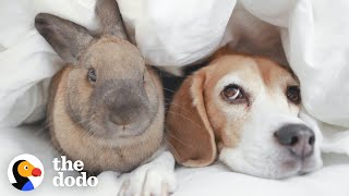 Beagle And Bunny Are Basically Sisters | The Dodo