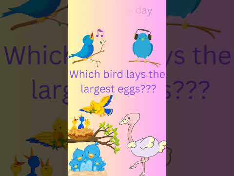 quiz of the day|#funquizzes#funfactshorts#quizzing