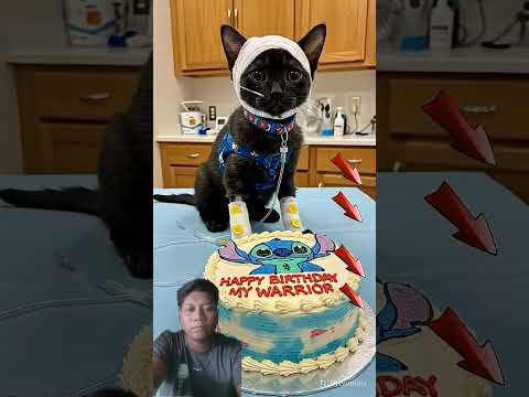 #o #cat #animalintelligence #cake #funny#cute #aiandcats #aicats #kitten #cutecat#happybirthday