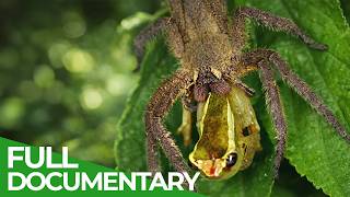 One Drop to Kill: Nature's Deadliest Poisons | Free Documentary Nature