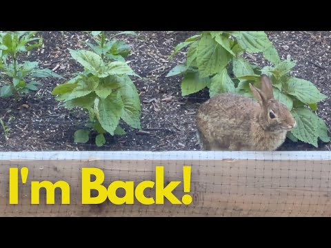 Rabbit Infestation | I'm back!