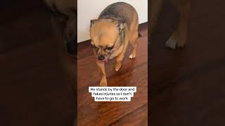Funny Chihuahua Fakes Injury So Mom Won't Leave