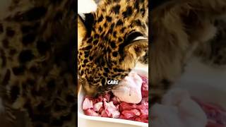Why don’t cheetahs attack humans #animals  #shortvideo #cute #lovestory #cheetah