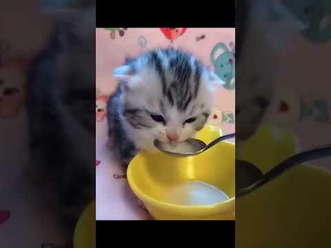 Cute Kitty and Varus amazing outplay