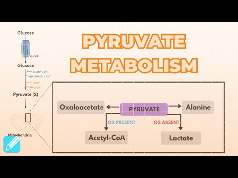 Pyruvate Pathways | Metabolism