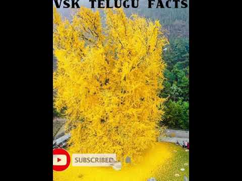 TELUGU FACTS - 1400 YEAR OLD BEAUTIFUL TREE
