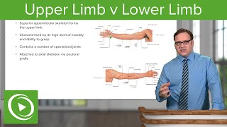 Upper Limb & Lower Limb – Anatomy | Lecturio
