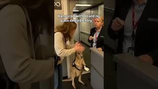 funny kangaroo standing with passport #funny #funnyvideo #viral