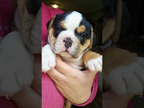 potatoes almost ripe! #puppiesofyoutube #puppiesforsale #oldeenglishbulldog #oldeenglishbulldogge