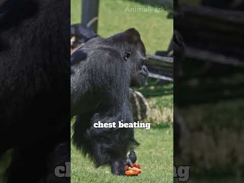 Mind-Blowing Gorilla Facts in 60 Seconds! | AnimalPark