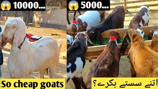 There are very cheap goats in our area || Very good breed of goats || We have very rare breed goats