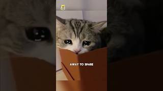 Signs before cats death😭💔 #cat #catfacts #catlover #death