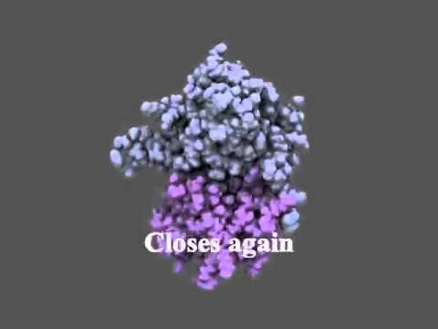 Molecular Dynamics Simulation of the glutamate receptor ligand binding domain