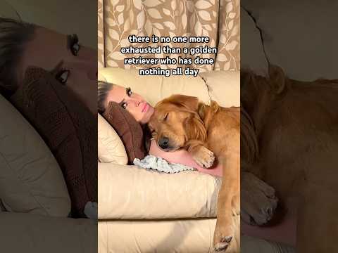 being cute is tiring honestly #goldenretriever #dog #puppy #love