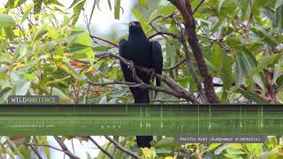 Pacific Koel (Eastern Koel) – Sounds and Calls
