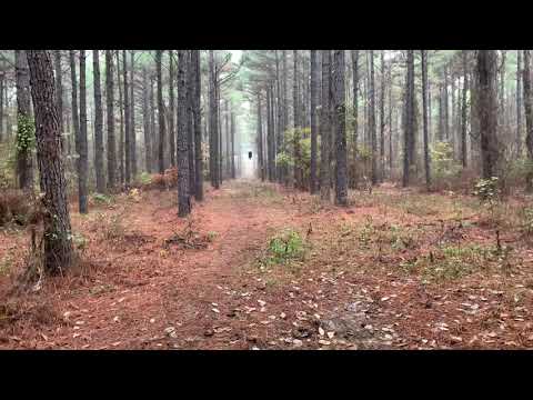 Rain at the Deer Stand