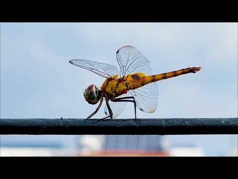 Butterfly wing flap