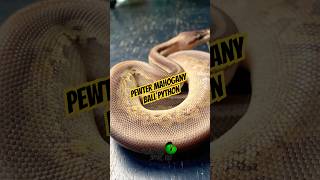 Pewter mahogany ball python! #molinarosnakelab #ballpython #royalpython #python #ballpythonmorphs