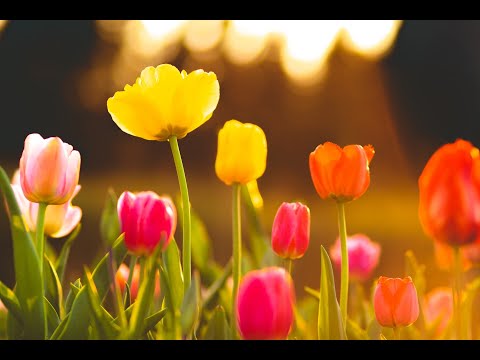 "The Most Expensive Flower in History"
