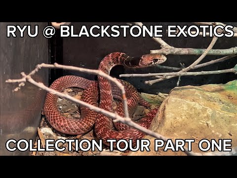 Blackstone Exotics Collection Tour Pt. 1 | Coachwhips, Racers and More!