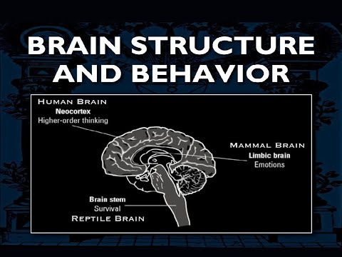 BASIC BRAIN STRUCTURE: Physiological aspects of how consciousness works